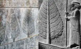 چرا اجداد ما ایرانیان به درخت سرو بسیار بها می‌دادند؟