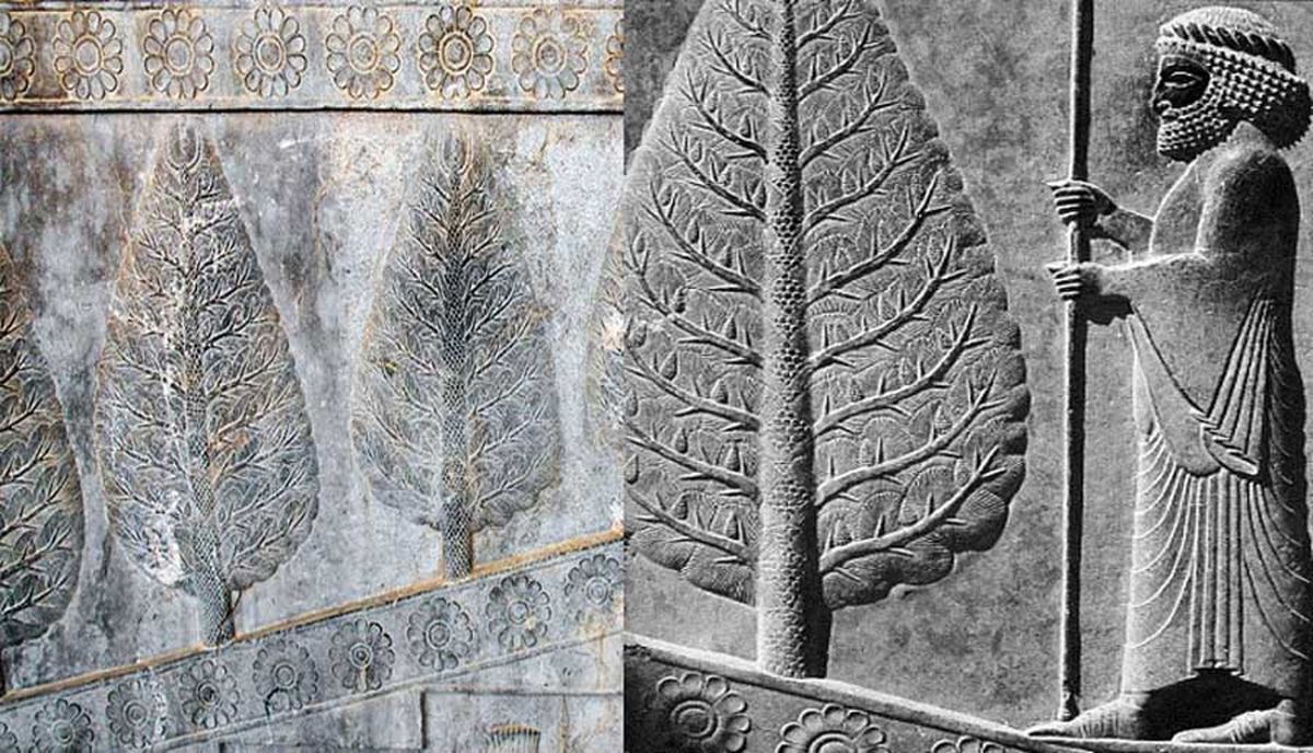 چرا اجداد ما ایرانیان به درخت سرو بسیار بها می‌دادند؟