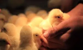 مرد هندی با بلعیدن جوجه‌ای زنده برای درمان ناباروری جانش را از دست داد

