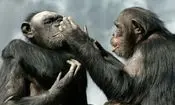 علاقۀ عجیب شامپانزه‌ها به «کریستال»
