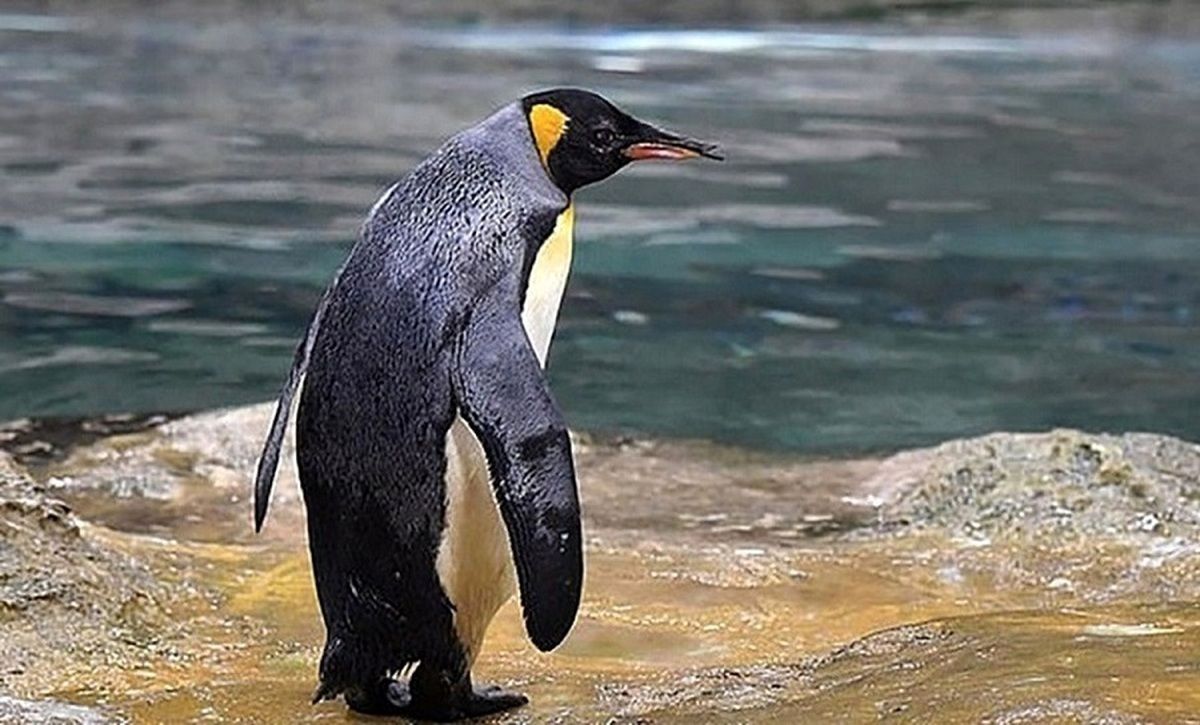 پنگوئن غول‌پیکر ۱۶۰ کیلویی با ۲ متر قد