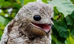 ترسناک‌ترین پرندگان جهان که انگار از یک کابوس بیرون آمده‌اند 