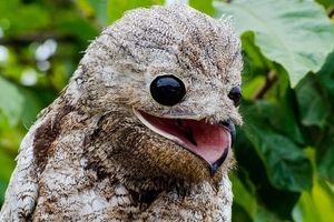 ترسناک‌ترین پرندگان جهان که انگار از یک کابوس بیرون آمده‌اند 