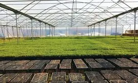 پیش بینی تولید بیش از ۱۲ میلیون نشا مکانیزه انواع محصولات سبزی و صیفی در شهرستان های ارومیه و نقده آذربایجان‌غربی 