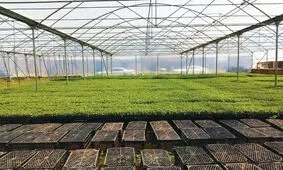 پیش بینی تولید بیش از ۱۲ میلیون نشا مکانیزه انواع محصولات سبزی و صیفی در شهرستان های ارومیه و نقده آذربایجان‌غربی 