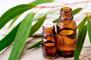 گیاهی مفید برای آبرسانی پوست