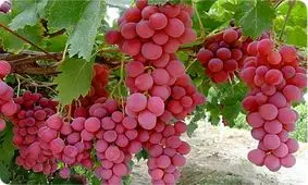 حفاظت جالب خوانساری‌ها از انگور در برابر سرما/ ویدئو