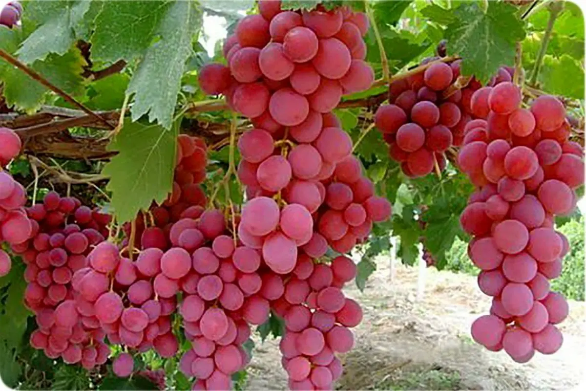 حفاظت جالب خوانساری‌ها از انگور در برابر سرما/ ویدئو