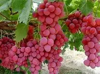 حفاظت جالب خوانساری‌ها از انگور در برابر سرما/ ویدئو