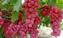 حفاظت جالب خوانساری‌ها از انگور در برابر سرما/ ویدئو