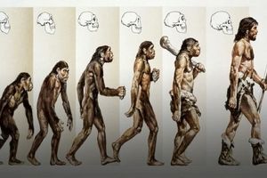 چرا با وجود مقبولیت نظریه تکامل درباره انسان ها، میمون‌ها هنوز منقرض نشده‌اند؟/ آیا ممکن است میمون‌ها در آینده به انسان تبدیل شوند؟
