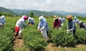 ضرب‌وشتم کارگران ایرانی چای در ترکیه پس از مطالبه دستمزد | عکس