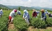 ضرب‌وشتم کارگران ایرانی چای در ترکیه پس از مطالبه دستمزد | عکس