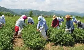 ضرب‌وشتم کارگران ایرانی چای در ترکیه پس از مطالبه دستمزد | عکس