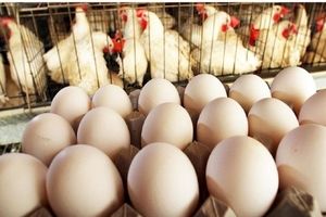 قیمت مرغ و تخم مرغ روند کاهشی گرفت، مرغ به ۲۸ هزار و ۵۰۰ تومان رسید
