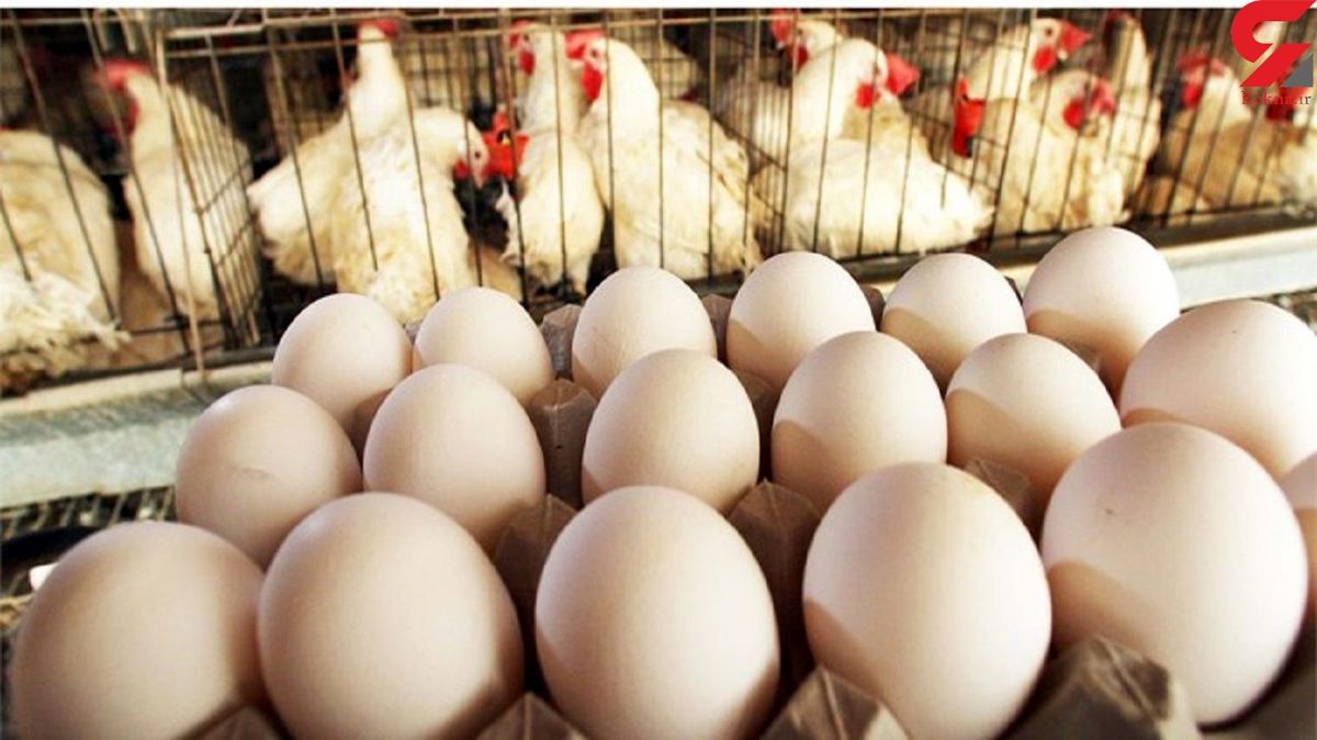 قیمت مرغ و تخم مرغ روند کاهشی گرفت، مرغ به ۲۸ هزار و ۵۰۰ تومان رسید