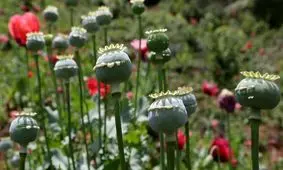 ۷ باور غلط در مورد تریاک؛ برای بیماران قلبی و دیابتی مفید است؟