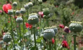 ۷ باور غلط در مورد تریاک؛ برای بیماران قلبی و دیابتی مفید است؟