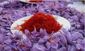 قاچاق ماهانه ۱۰ تن زعفران از مرز‌های کشور/  از درآمد ارزی حداقل ۱۰۰ میلیون دلار بی نصیب هستیم

