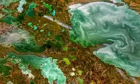 شکوه گیاهان میکروسکوپی از منظر فضا

