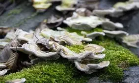 قارچ‌های دارویی می‌توانند کووید-۱۹ را درمان کنند؟