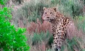 ثبت عبور یک پلنگ در جنگل‌های هیرکانی/ ویدئو