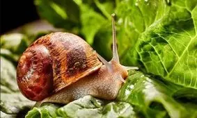 حلزون‌ها نامه های یک روستای انگلیسی را خوردند