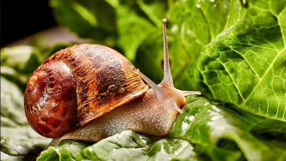 حلزون‌ها نامه های یک روستای انگلیسی را خوردند