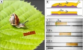 دانشمندان با الهام از حلزون یک ربات ساختند

