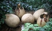 دایناسور کوچولویی که ۹۹ میلیون سال پیش گور خود را کنده بود