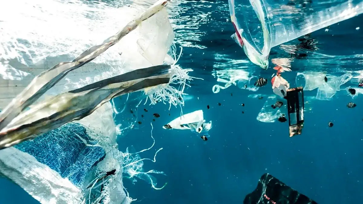 چگونه مقادیر کم پلاستیک در دریا حیات دریایی را نابود می‌کند

