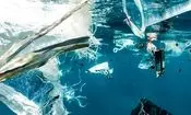 چگونه مقادیر کم پلاستیک در دریا حیات دریایی را نابود می‌کند

