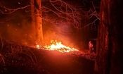 آتش‌سوزی در جنگل‌های آغوزبن رودبار/ ویدئو