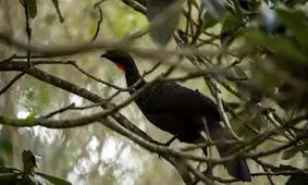  گران‌ترین قهوه جهان از فضله قرقاول به دست می‌ آید/ ویدئو

