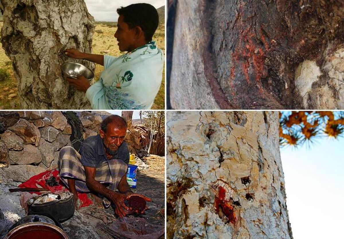 خون اژدها ؛ درختی عجیب در یمن که خون می دهد!/ عکس
