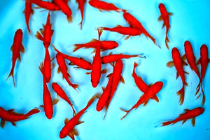 توصیه‌های بهداشتی در مورد ماهی قرمز