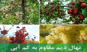 راهنمای خرید نهال دیم مقاوم به خاک شور و کم آبی
