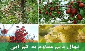 راهنمای خرید نهال دیم مقاوم به خاک شور و کم آبی