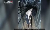 اسیر اسرائیلی در غزه: هیچ غذایی وجود ندارد/ دارم قبرم را با دست خودم می کنم/ ویدئو