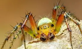 کشف عنکبوت خیار سبز زیبا 