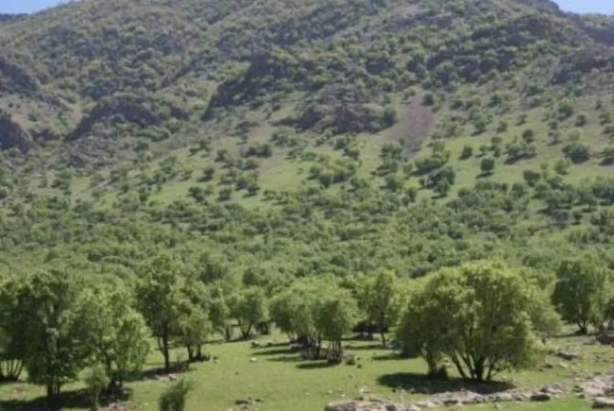 ۱۵ نکته درباره جنگل های زاگرس