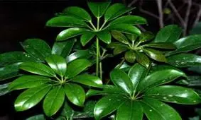 گیاه شفلرا را بیشتر و کامل تر بشناسید 