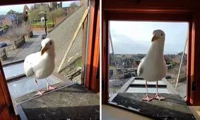 دوستی جالب مردم ساحل نشین با مرغ های دریایی/ ویدئو