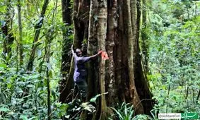 کشف درختی ۳۰۰۰ ساله در تانزانیا