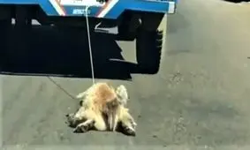 اعلام جرم علیه فرد خاطی به‌ علت حیوان آزاری در آبسرد/ ویدئو