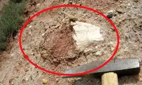 دراکولای واقعی؛ هیولای پرنده‌ای که در «ترانسیلوانیا» کشف شد