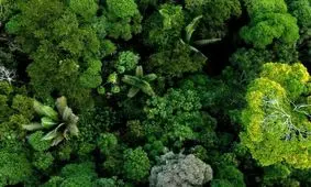 دانشمندان شاید به‌زودی بتوانند زبان گیاهان را ترجمه کنند

