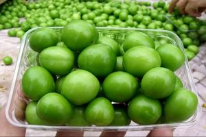 گوجه سبز آنالیا در بازار تجریش/ ۵۰ درصد گوجه ایرانی را سرما زد