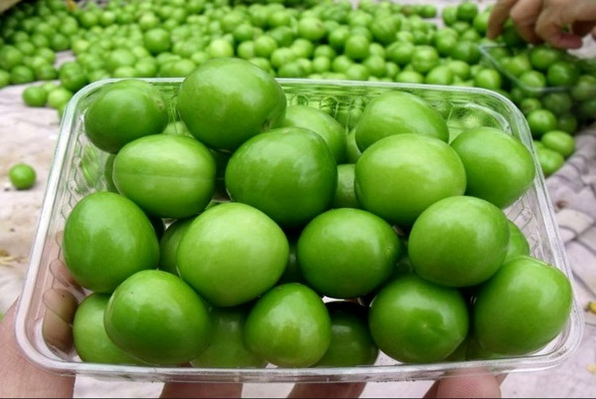 گوجه سبز آنالیا در بازار تجریش/ ۵۰ درصد گوجه ایرانی را سرما زد