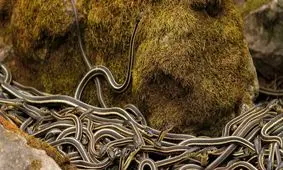 هجوم ۷۵۰۰۰ مار به جاده؛ بزرگ‌ترین مهمانی مارها در دنیا